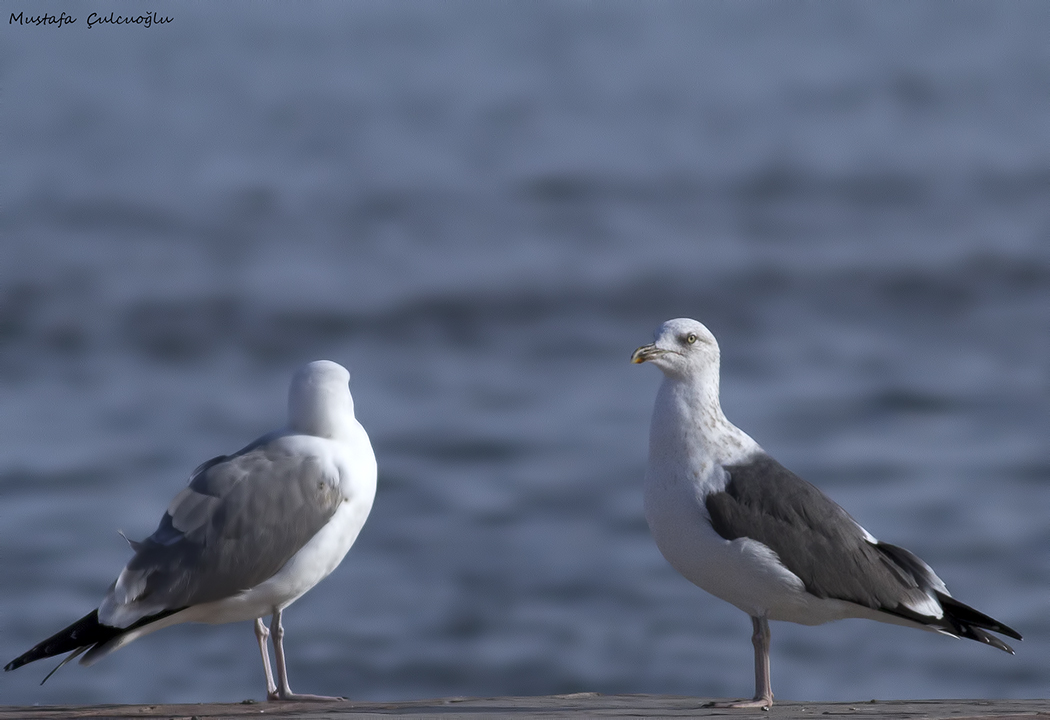 Lesser Black-backed Gull